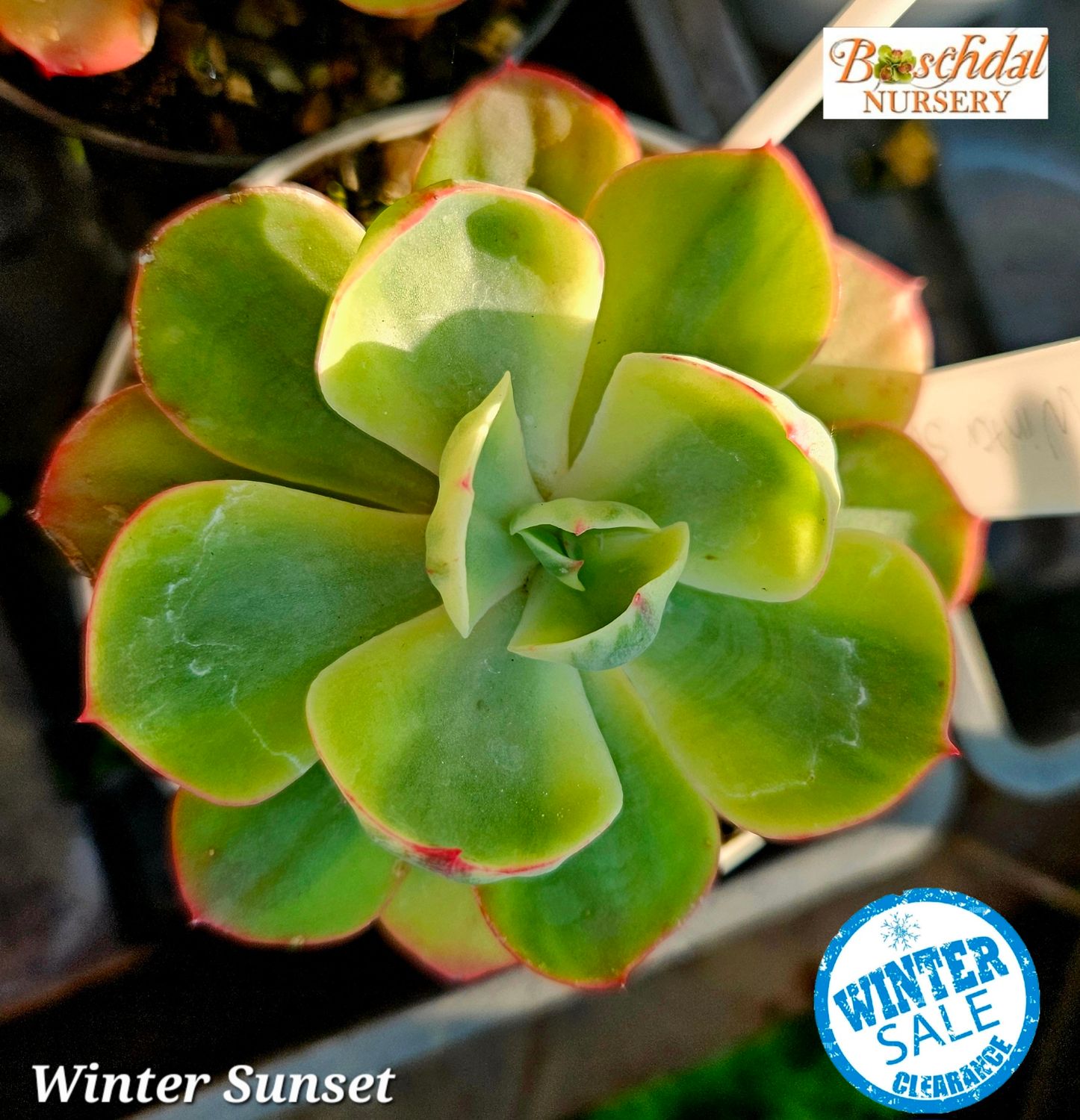 Echeveria Winter Sunset