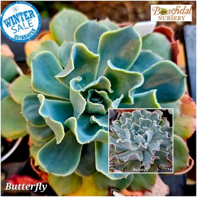 Echeveria Butterfly