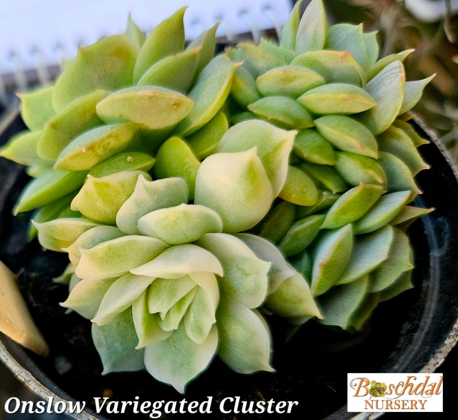 Echeveria Onslow Variegated Cluster