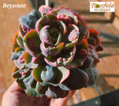 Echeveria Beyonse