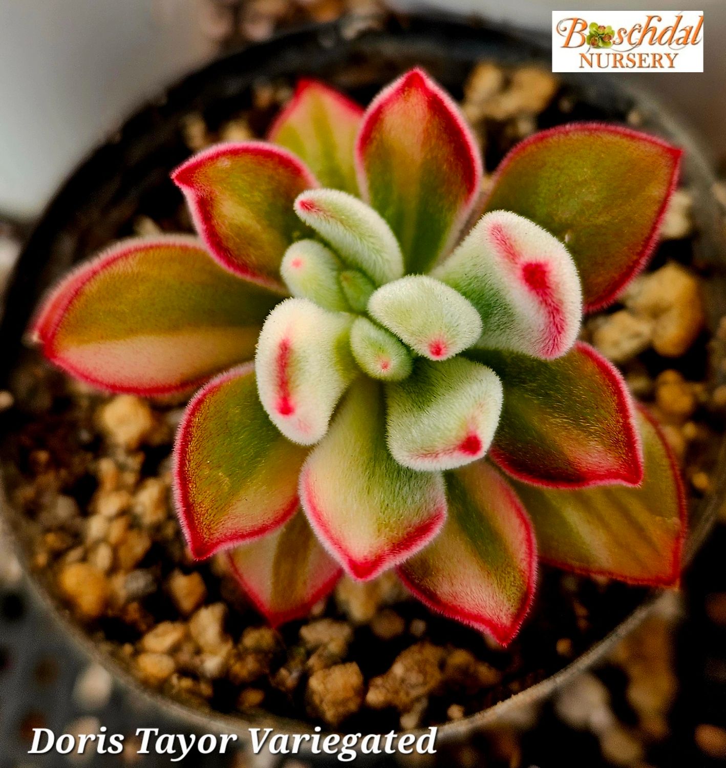 Echeveria Doris Taylor Variegated