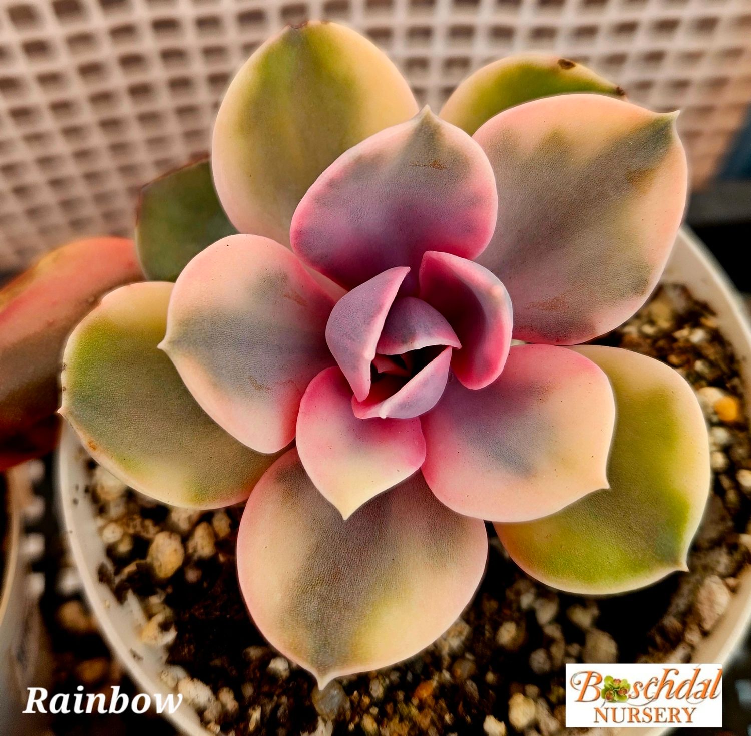 Echeveria Rainbow