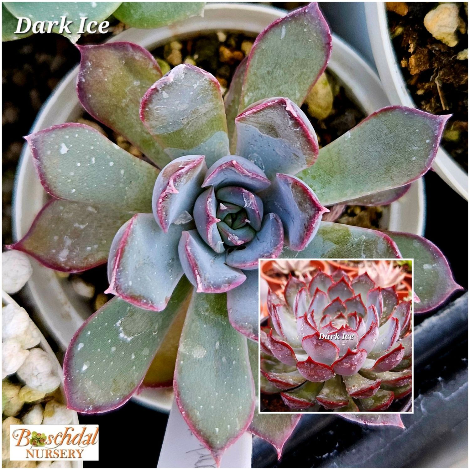 Echeveria Dark Ice