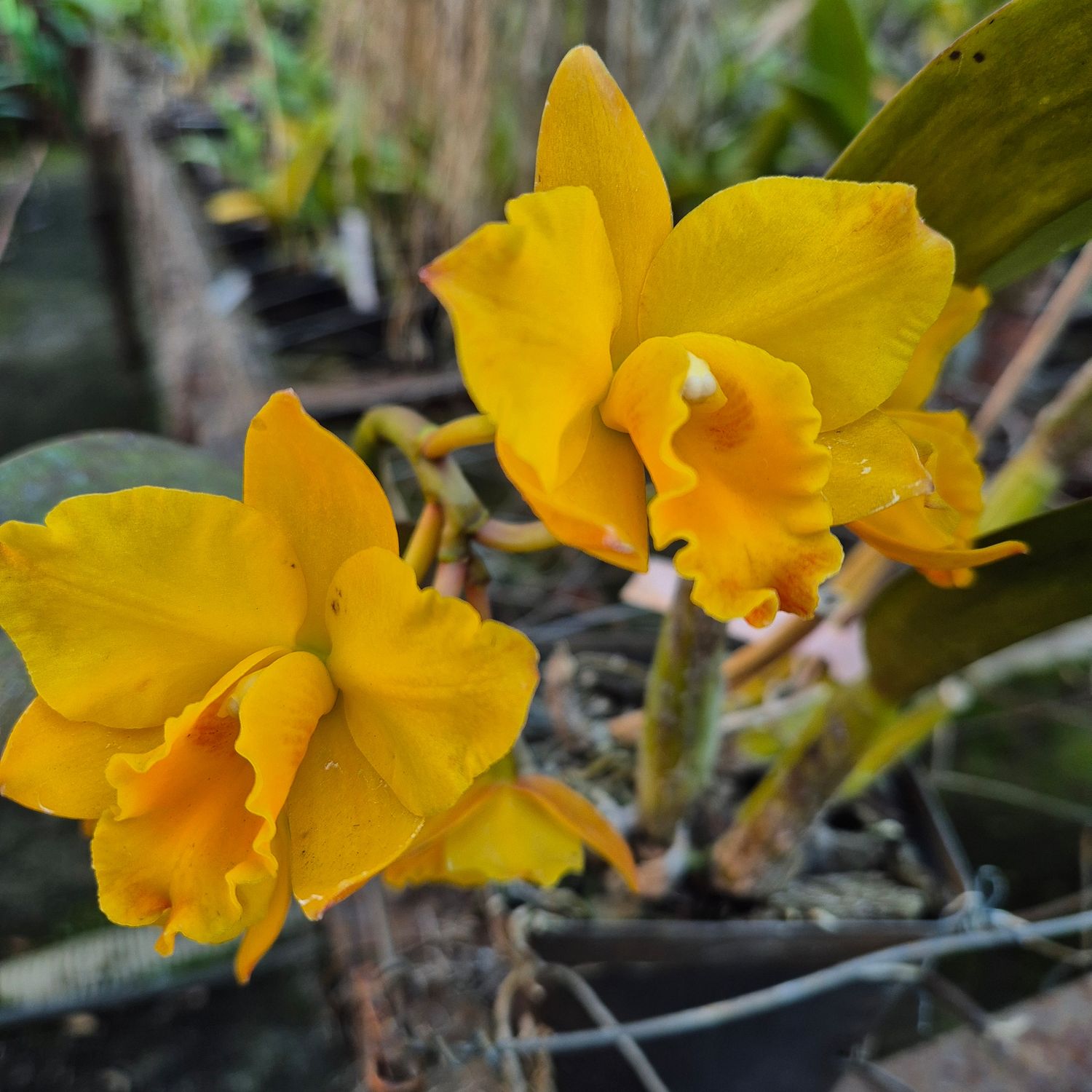 SLC yellow NOID