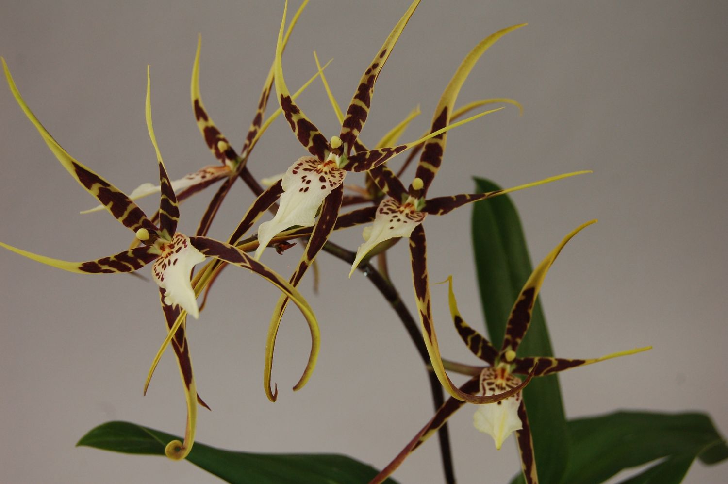 Bratonia Toscana