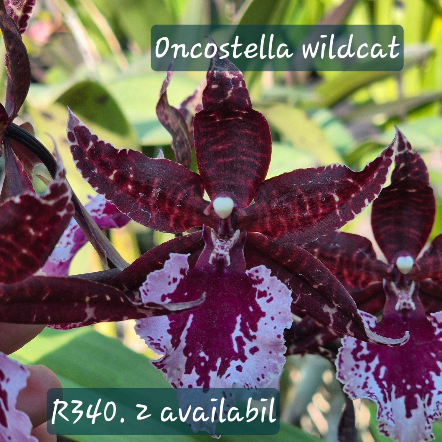 Oncostella wildcat cat "golden fairy"