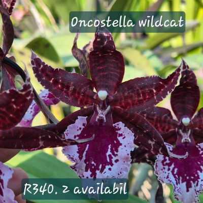 Oncostella wildcat cat