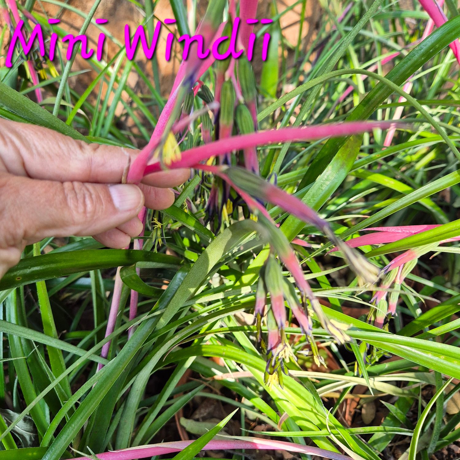 Billbergia mini