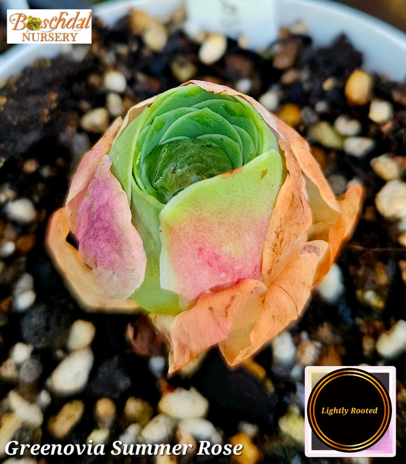 Greenovia Summer Rose
