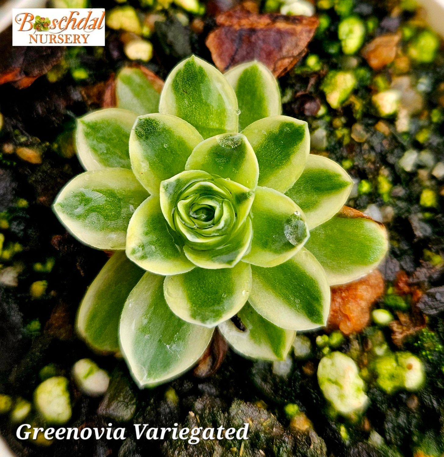Greenovia Variegated