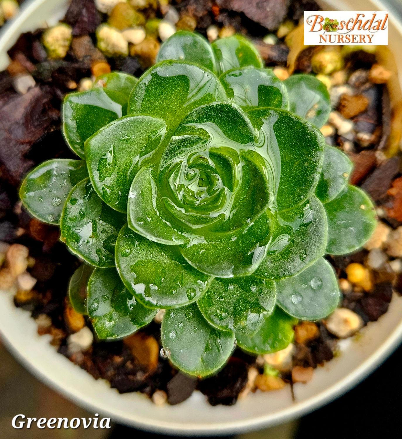 Greenovia Dodrantalis