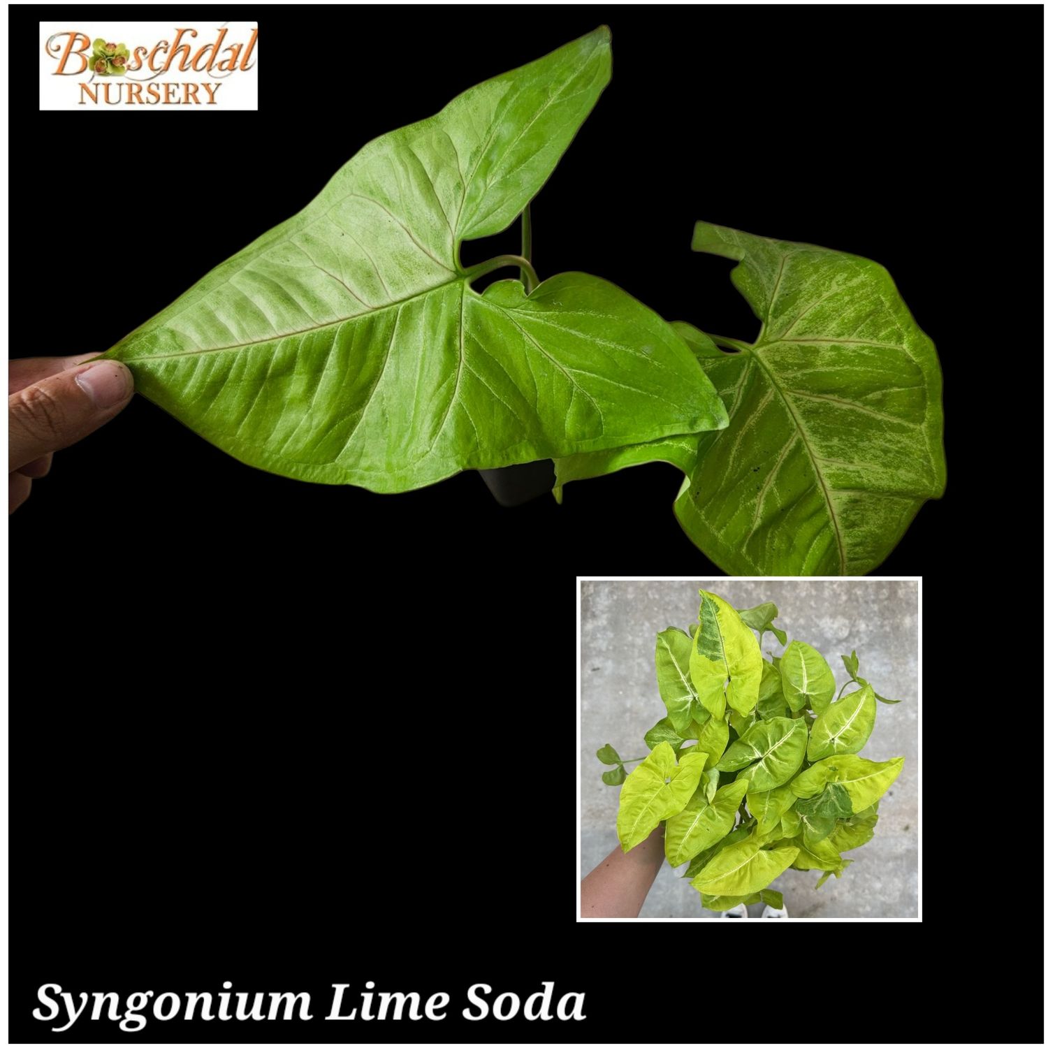 Syngonium Lime Soda