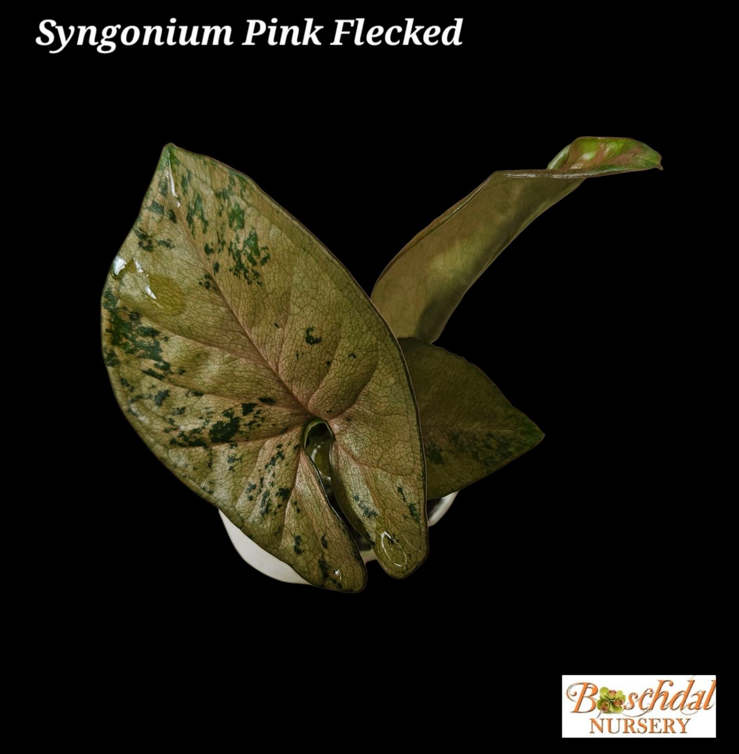 Syngonium Pink Flecked Small
