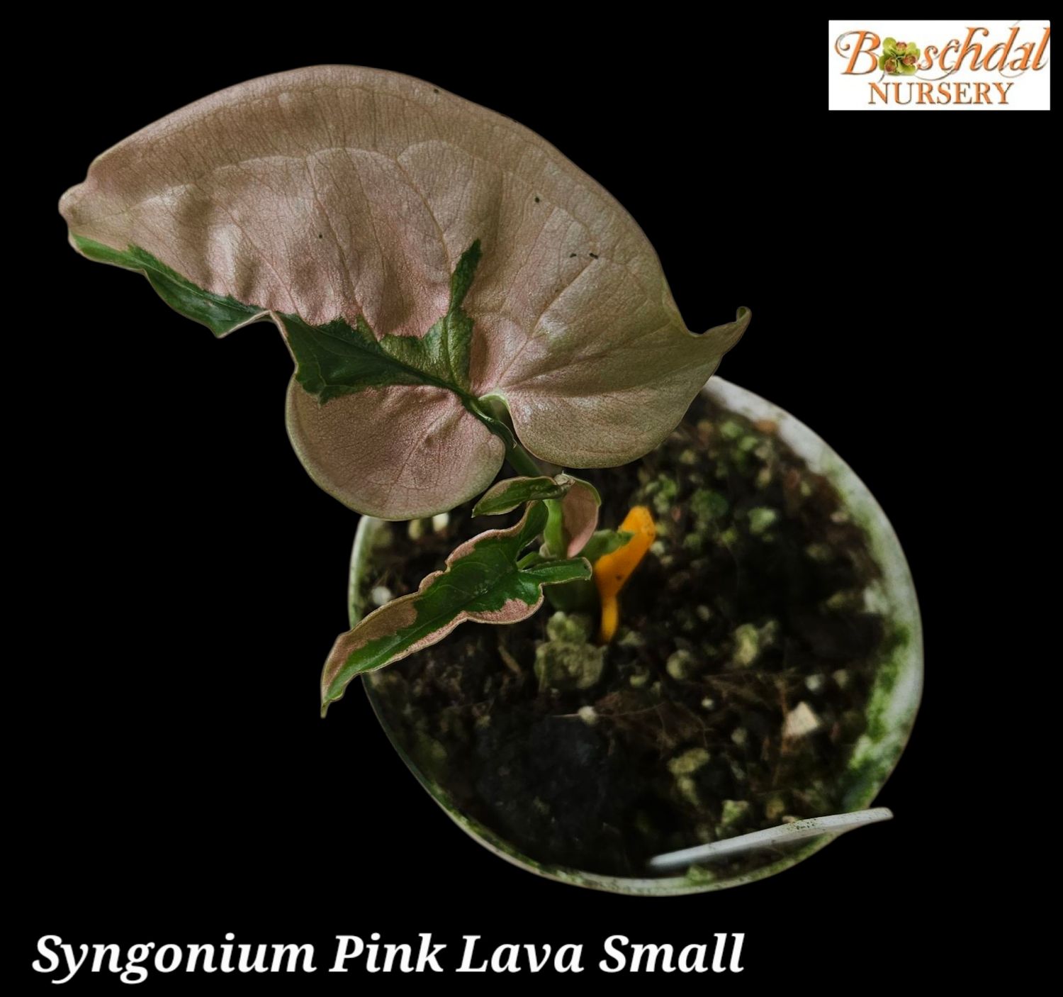 Syngonium Pink Lava Small