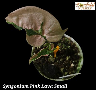 Syngonium Pink Lava Small