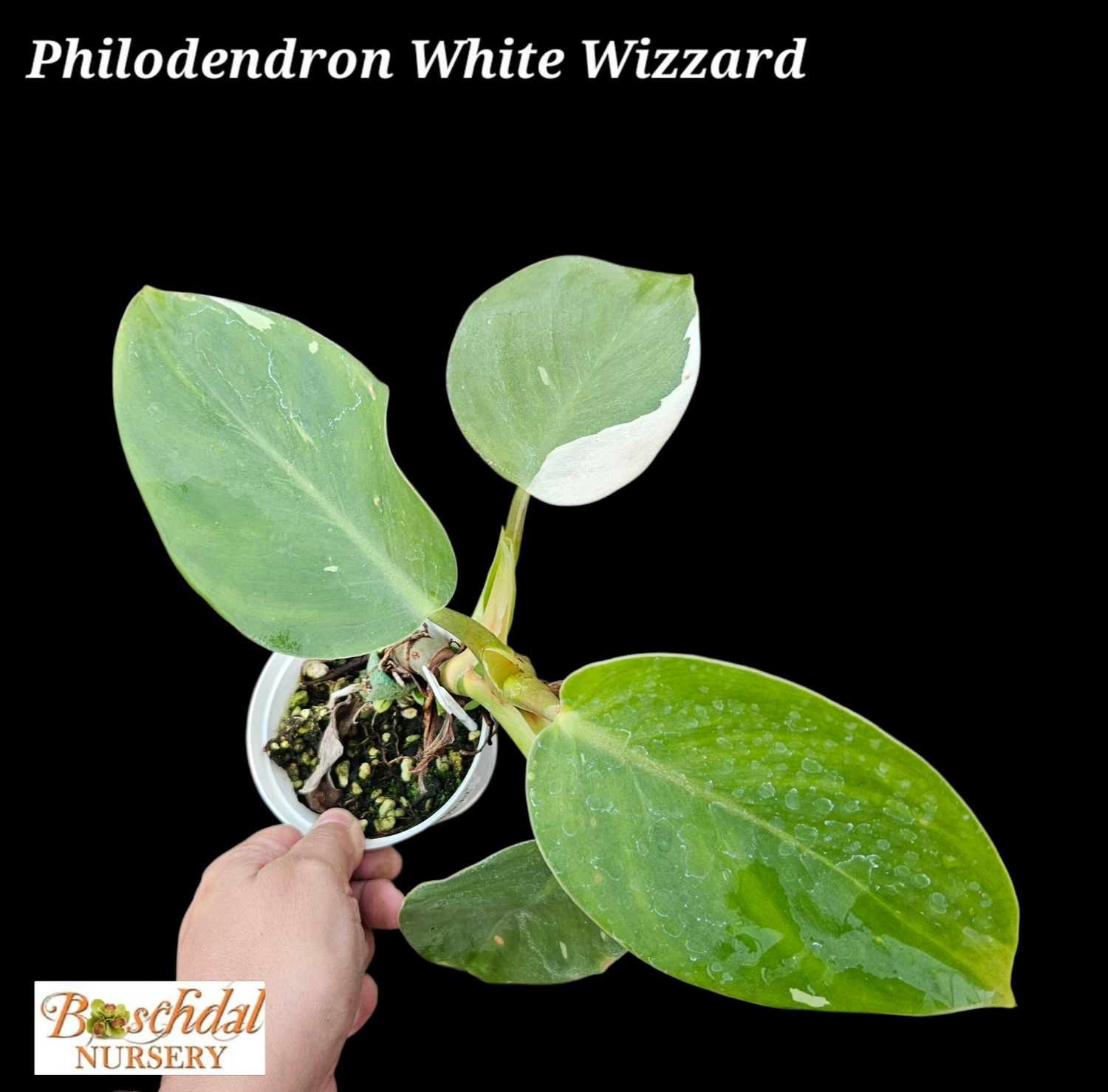 Philodendron White Wizard WW1