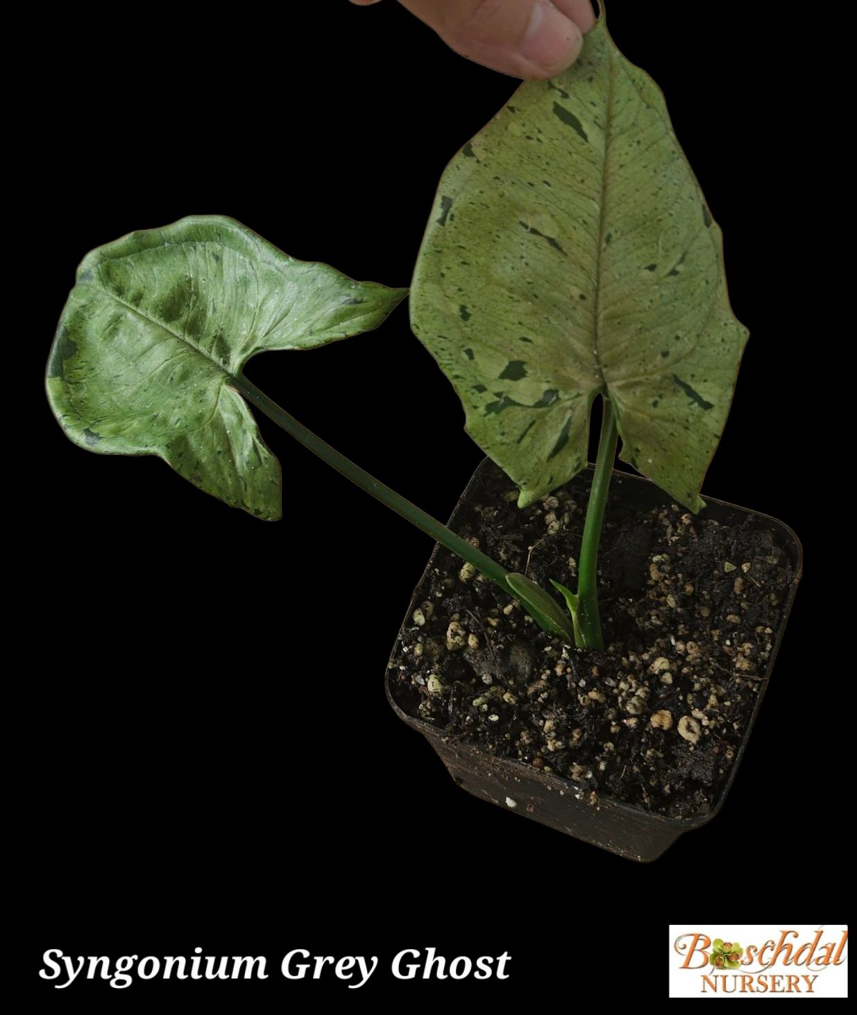 Syngonium Green Splash / Grey Ghost