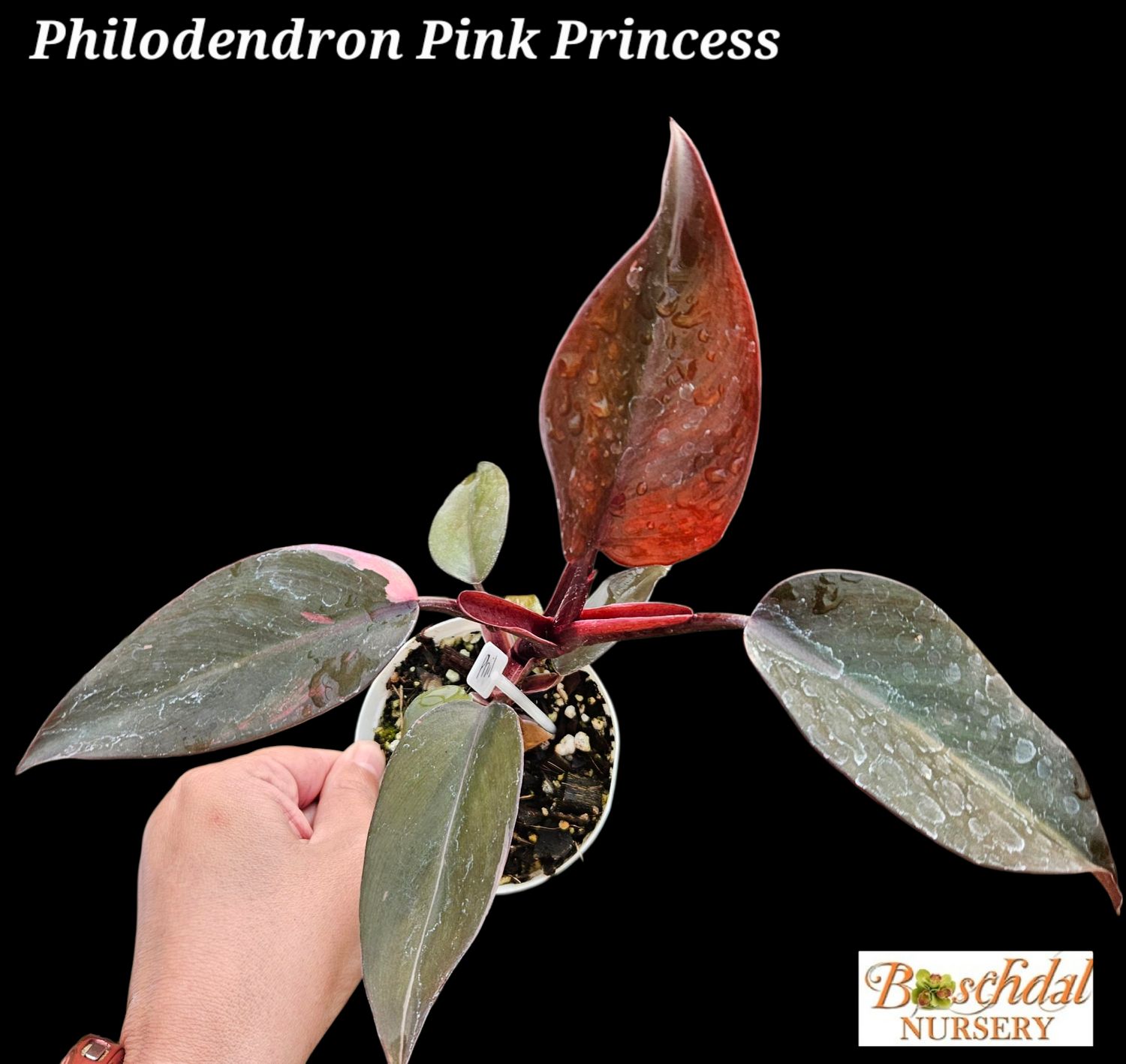 Philodendron Pink Princess