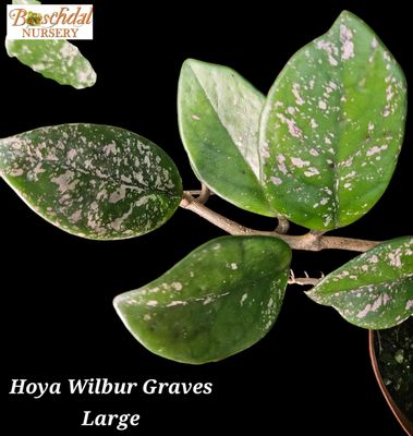 Hoya Wilbur Graves