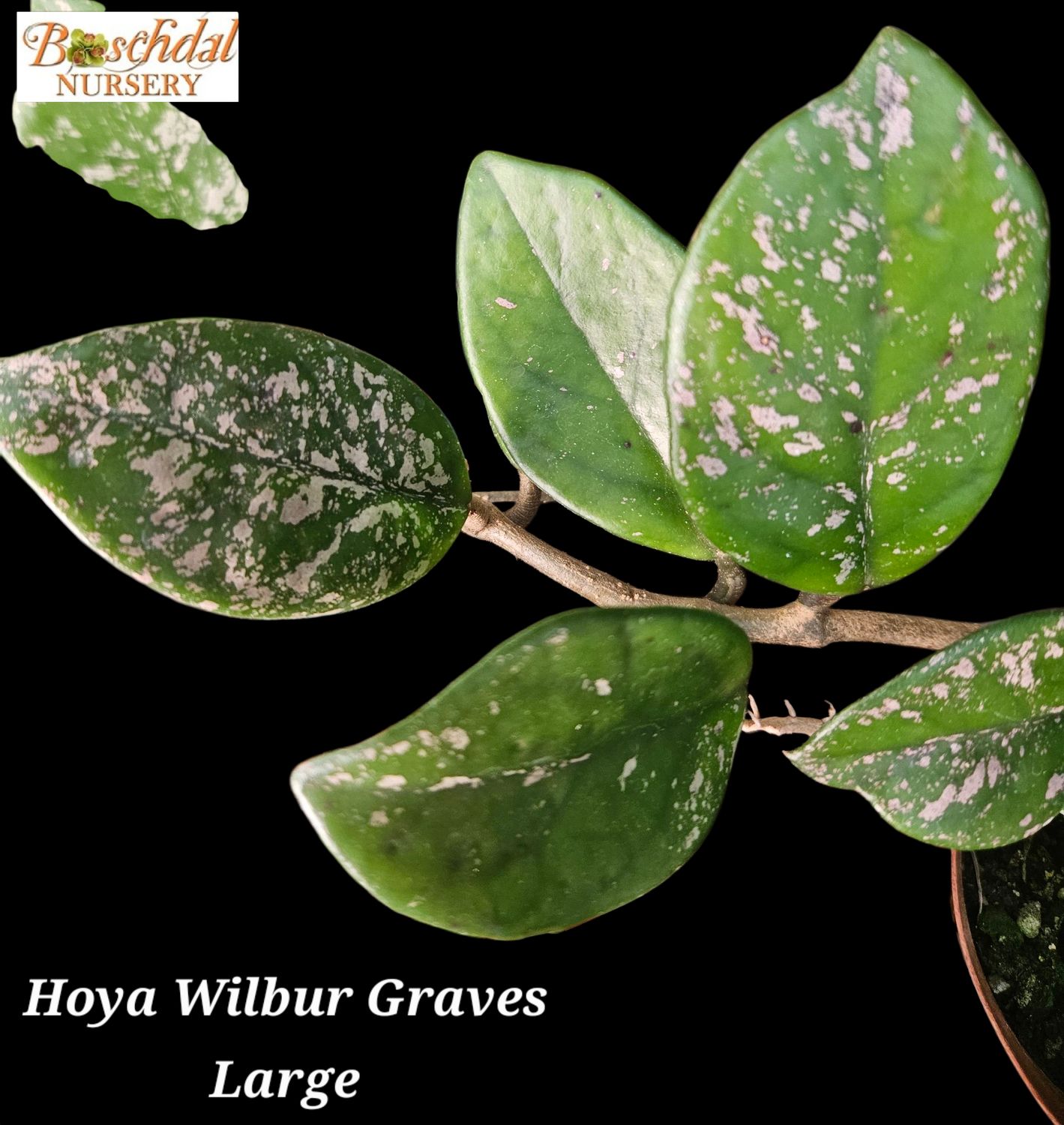 Hoya Wilbur Graves