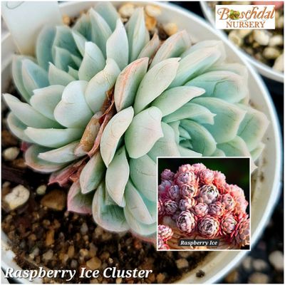 Echeveria Raspberry Ice