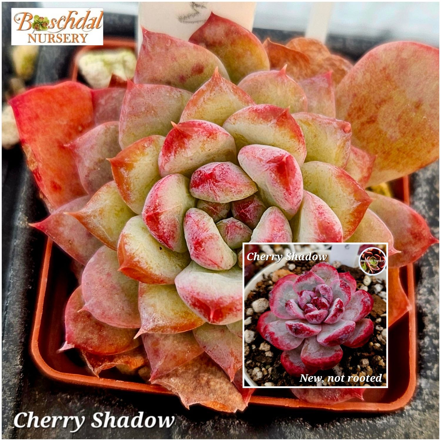 Echeveria Cherry Shadow