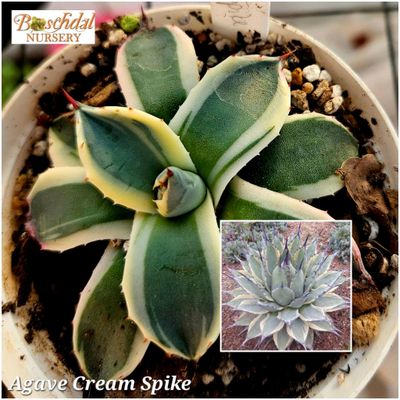 Agave Cream Spike