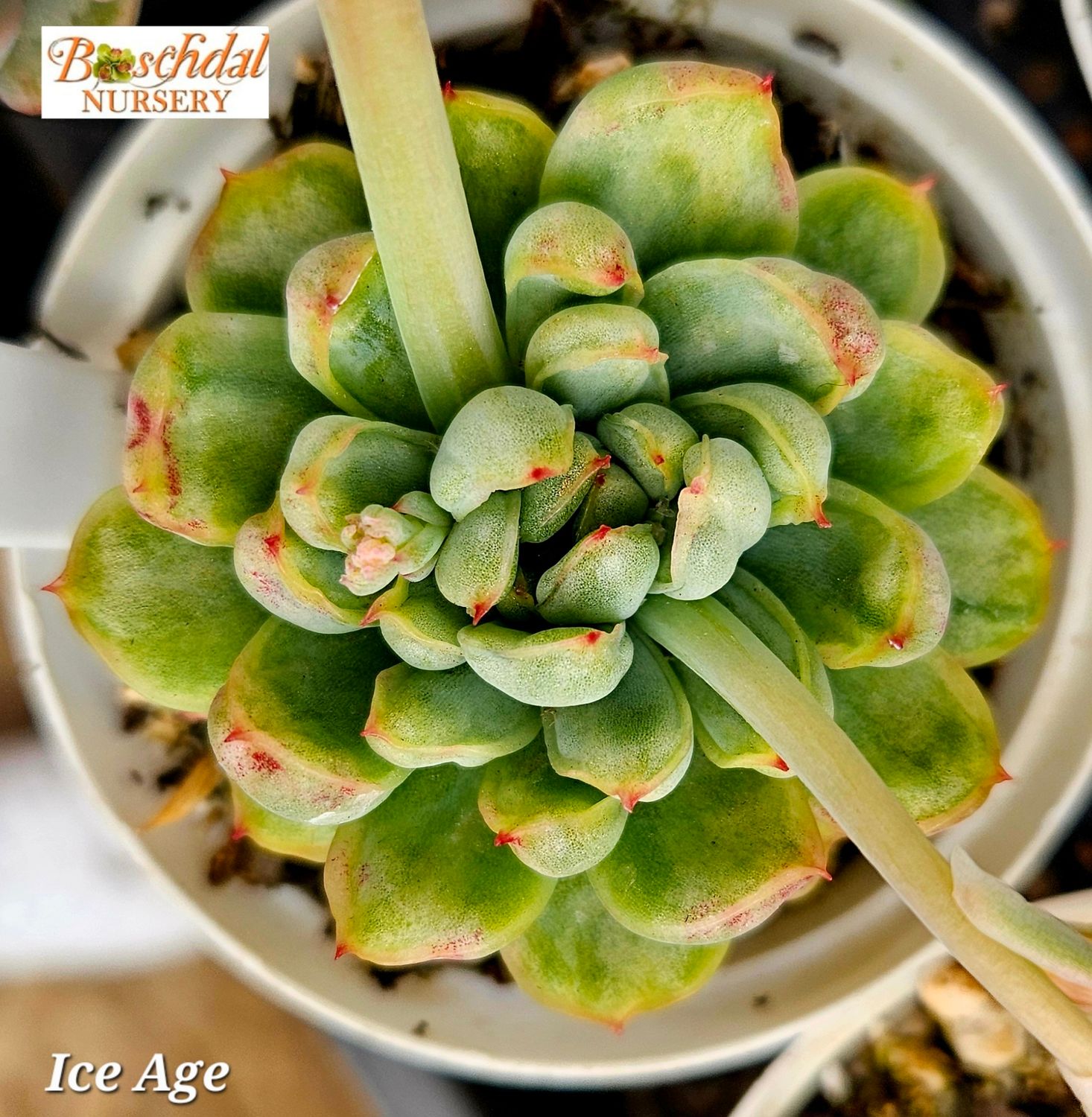 Echeveria Ice Age