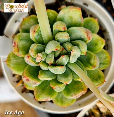 Echeveria Ice Age