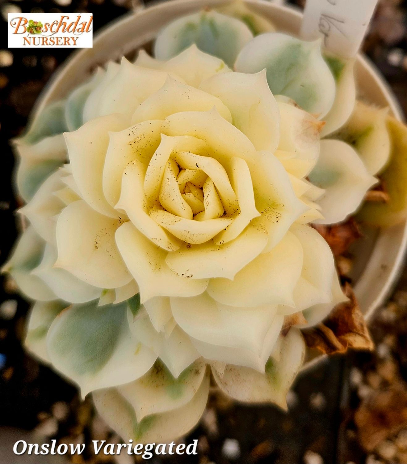 Echeveria Onslow Variegated