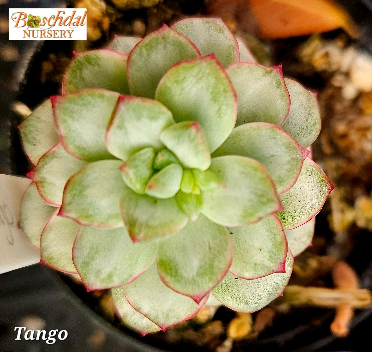 Tango