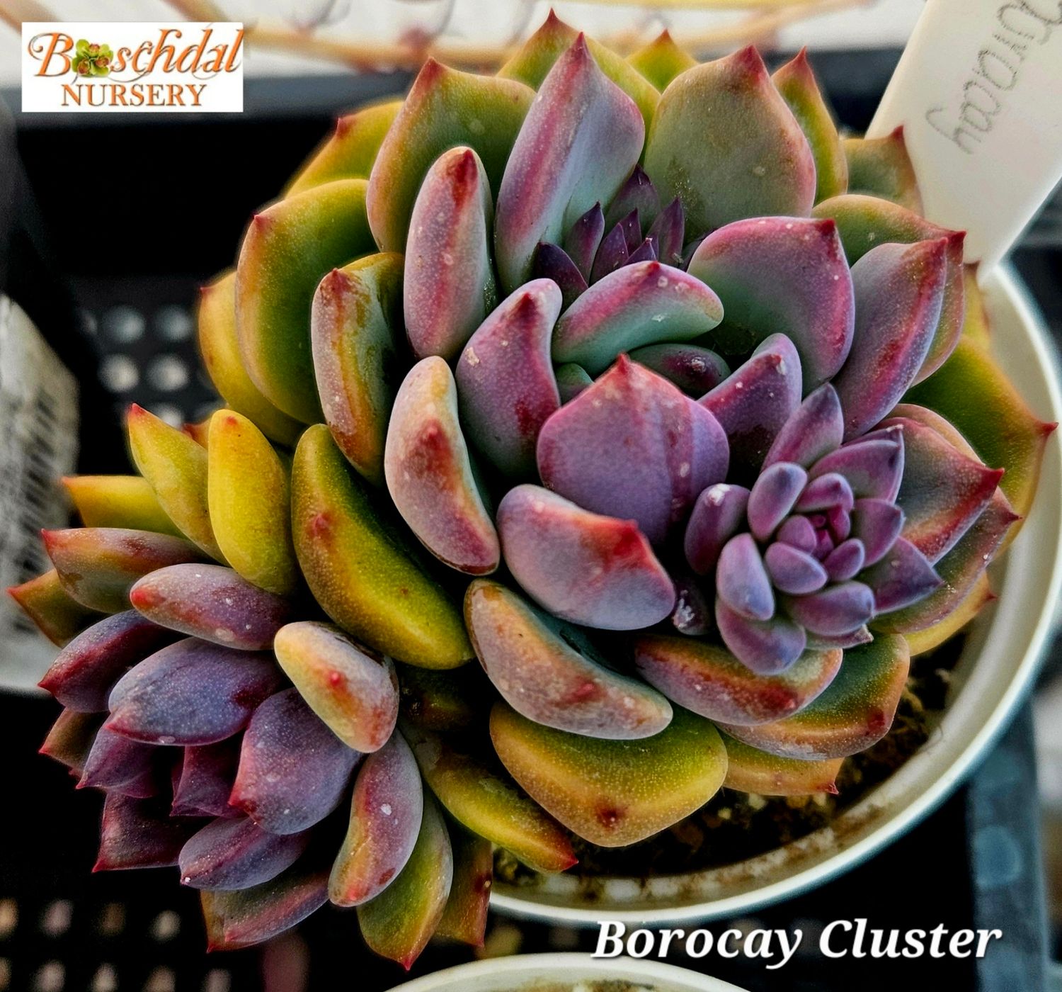 Echeveria Borocay Cluster