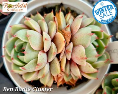 Echeveria Ben Badis Echeveria Ben Badis