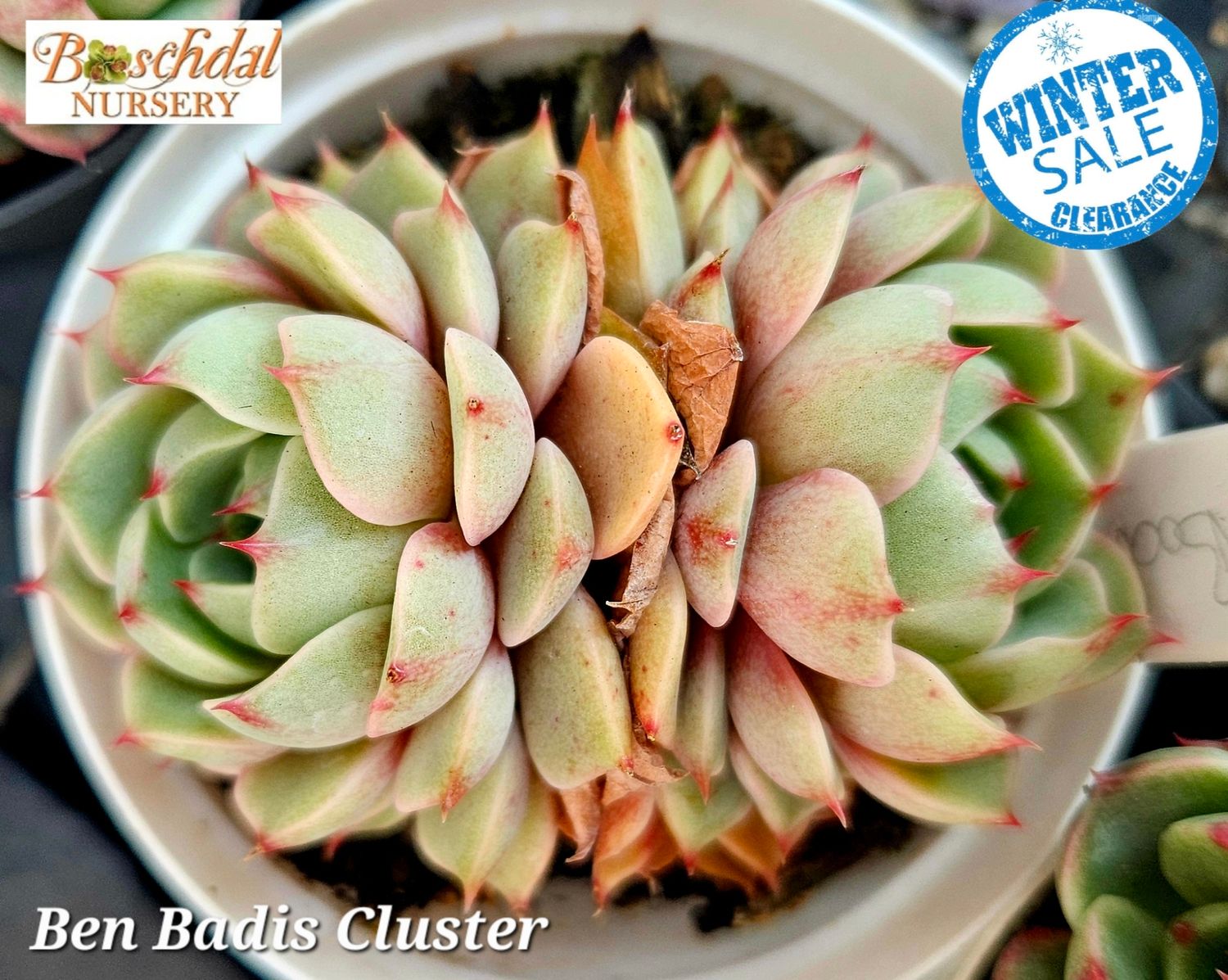 Echeveria Ben Badis Echeveria Ben Badis