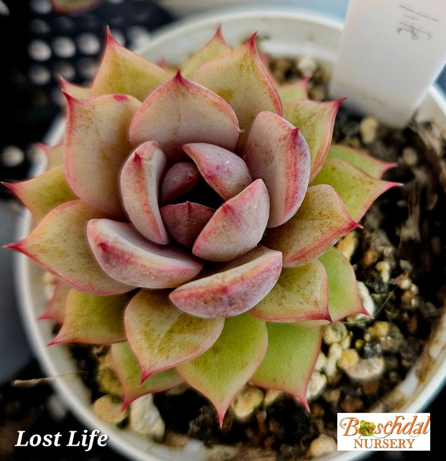 Echeveria Lost Life