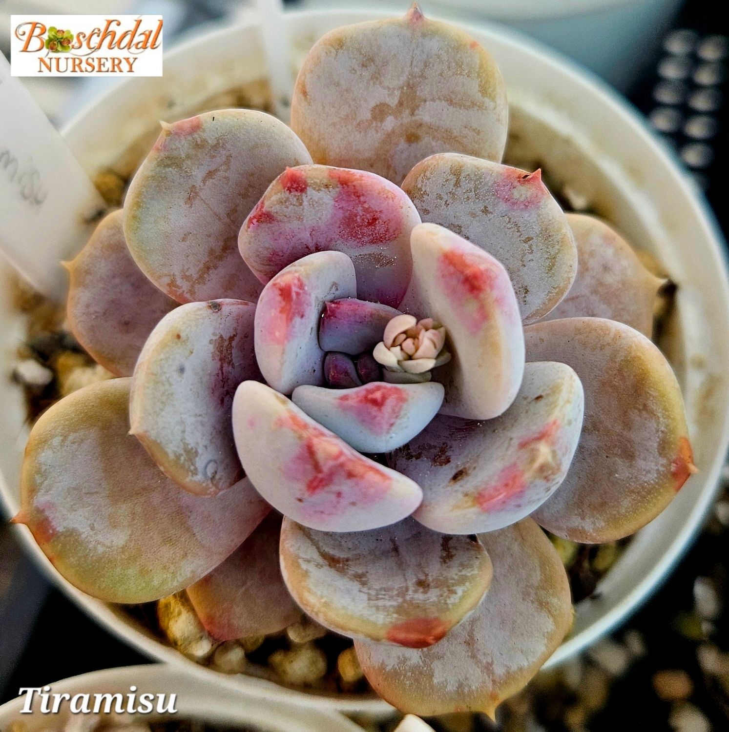 Echeveria Tiramisu