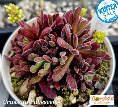 Crassula Pubescense