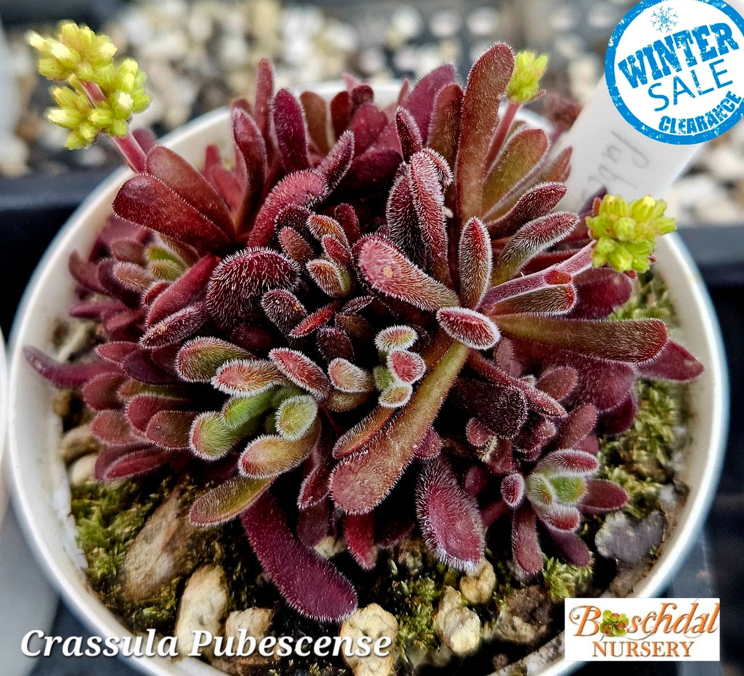Crassula Pubescense