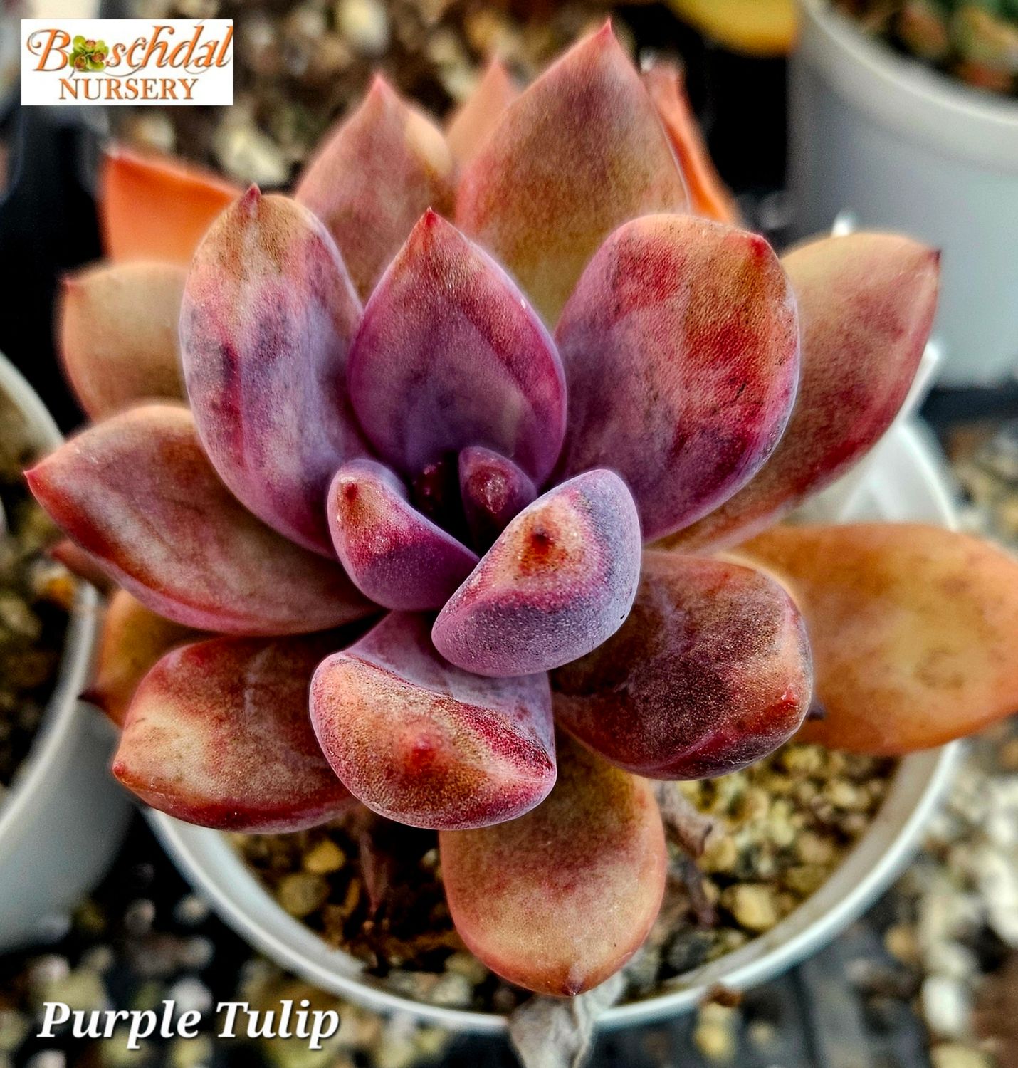 Echeveria Purple Tulip