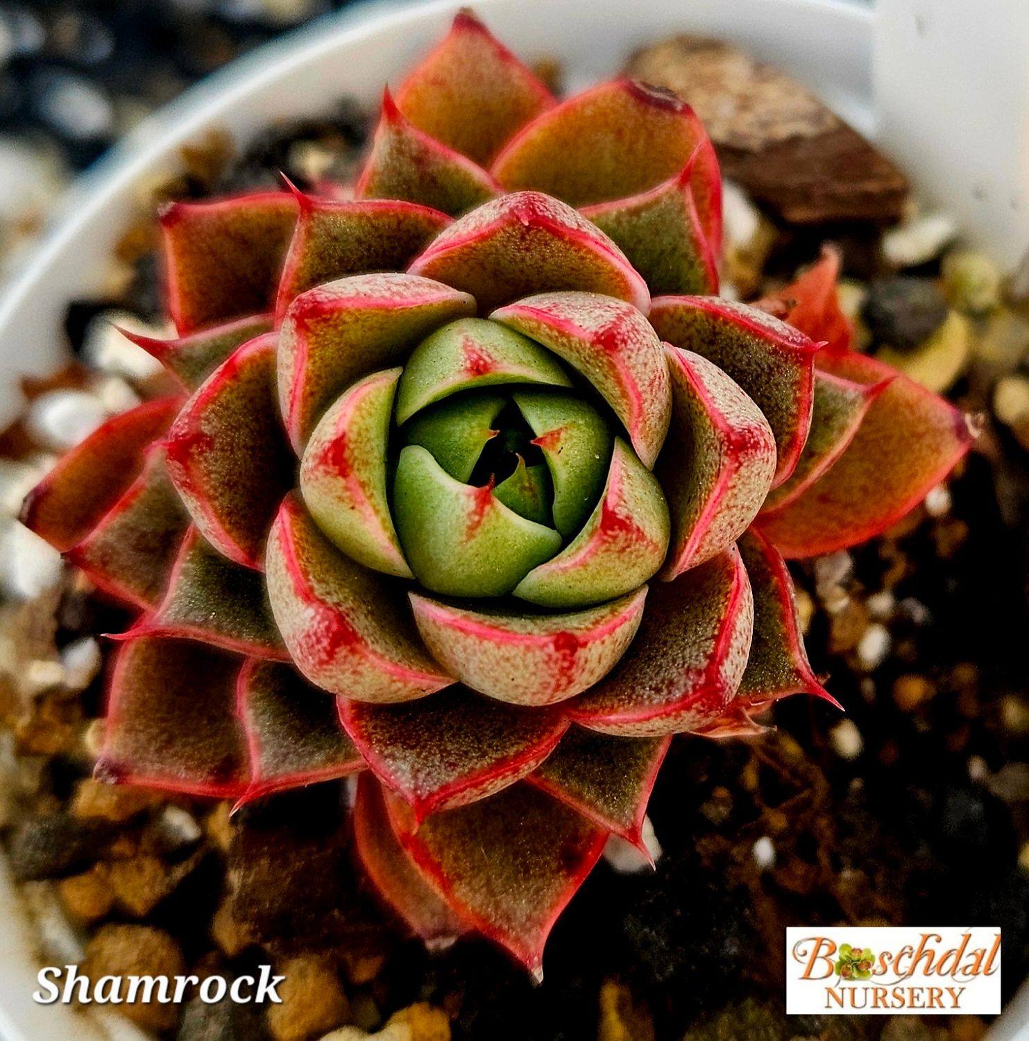 Echeveria Shamrock