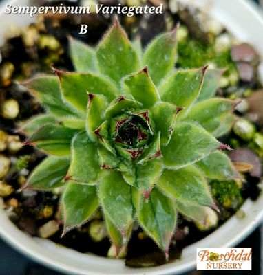 Sempervivum Variegated