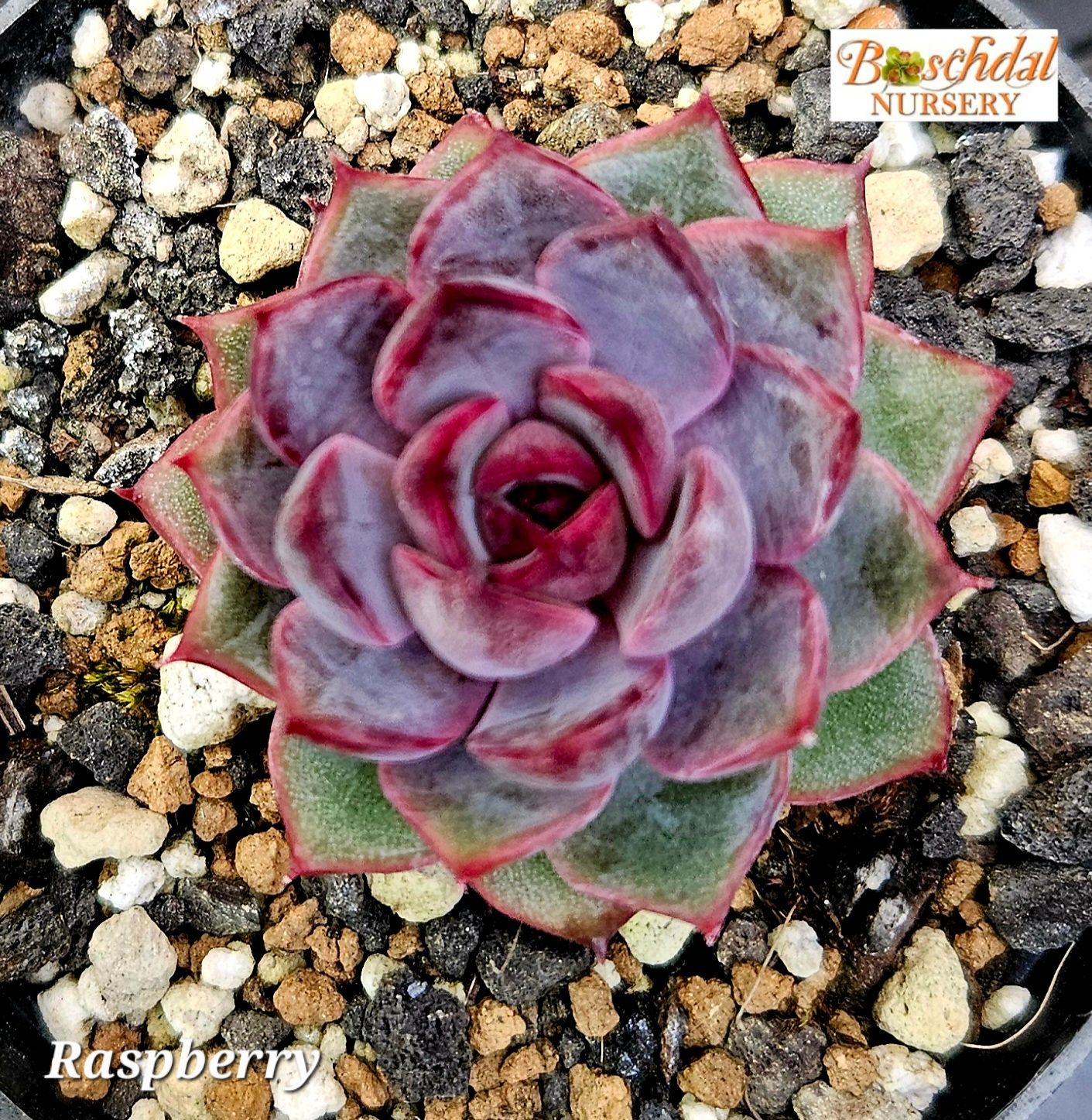 Echeveria Raspberry