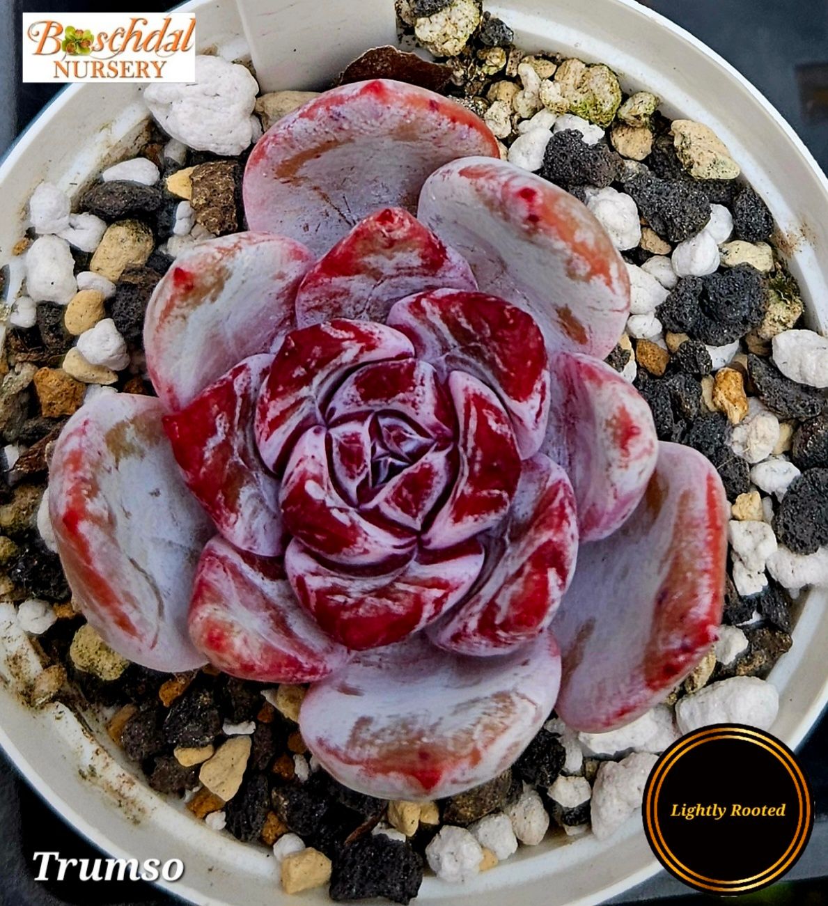 Echeveria Trumso NEW Not Rooted