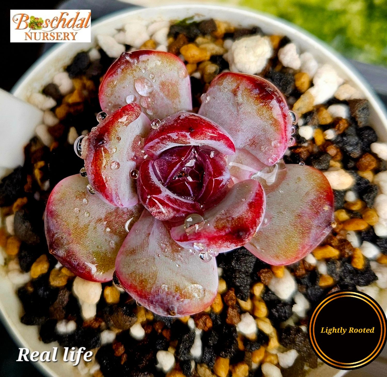 Echeveria Real Life