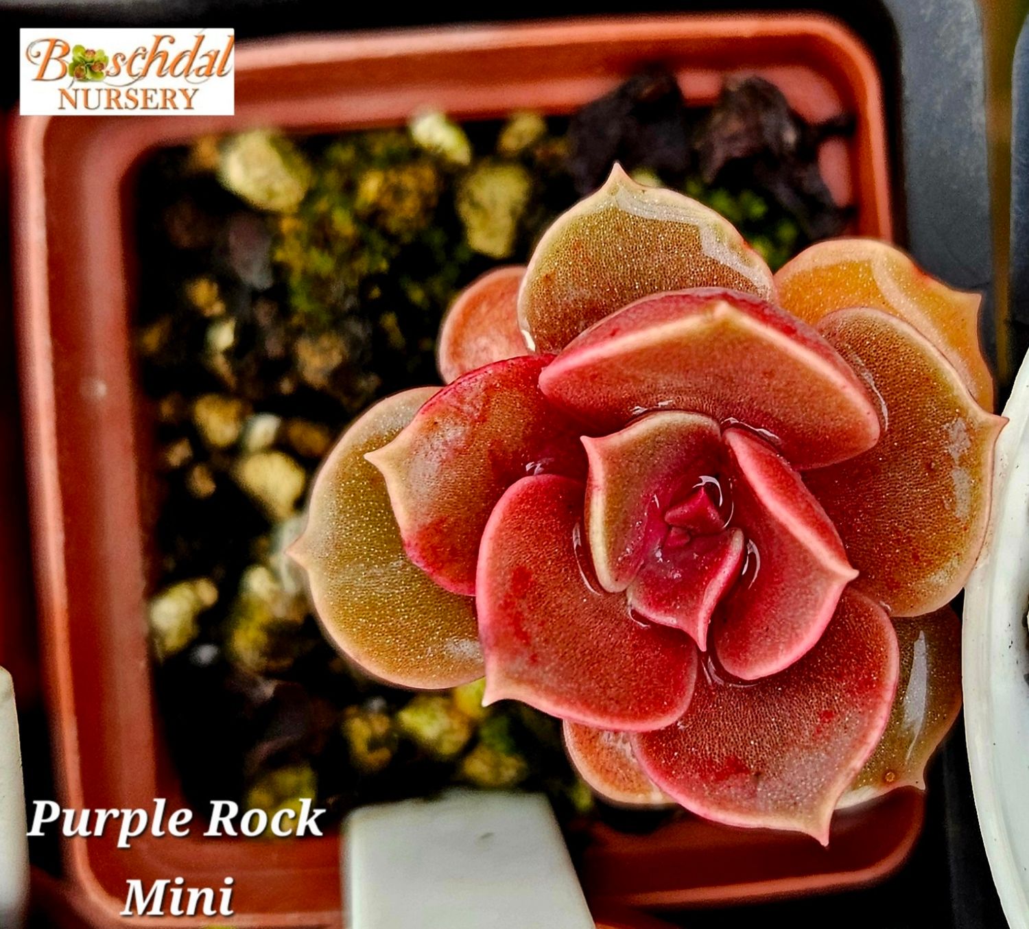 Echeveria Purple Rock