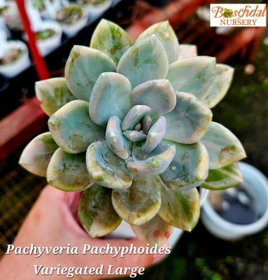 Pachyveria Pachytoides Variegated
