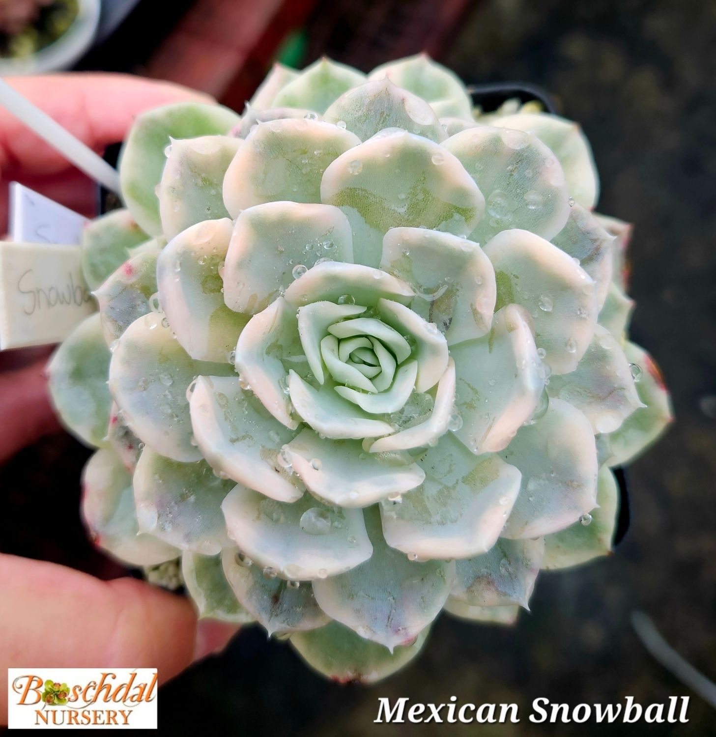 Echeveria Mexican Snowball Variegated