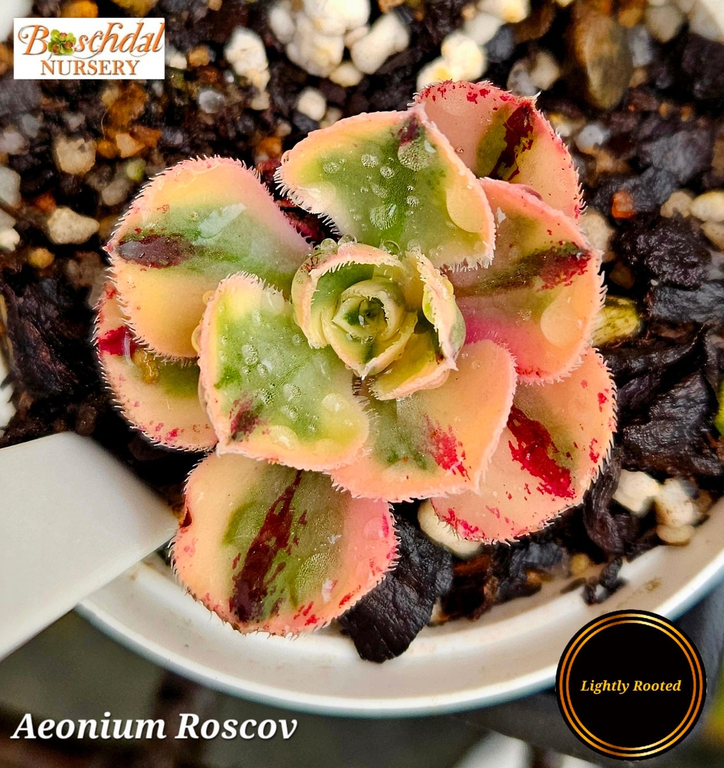 Aeonium Roscov Small