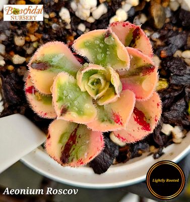 Aeonium Roscov Small
