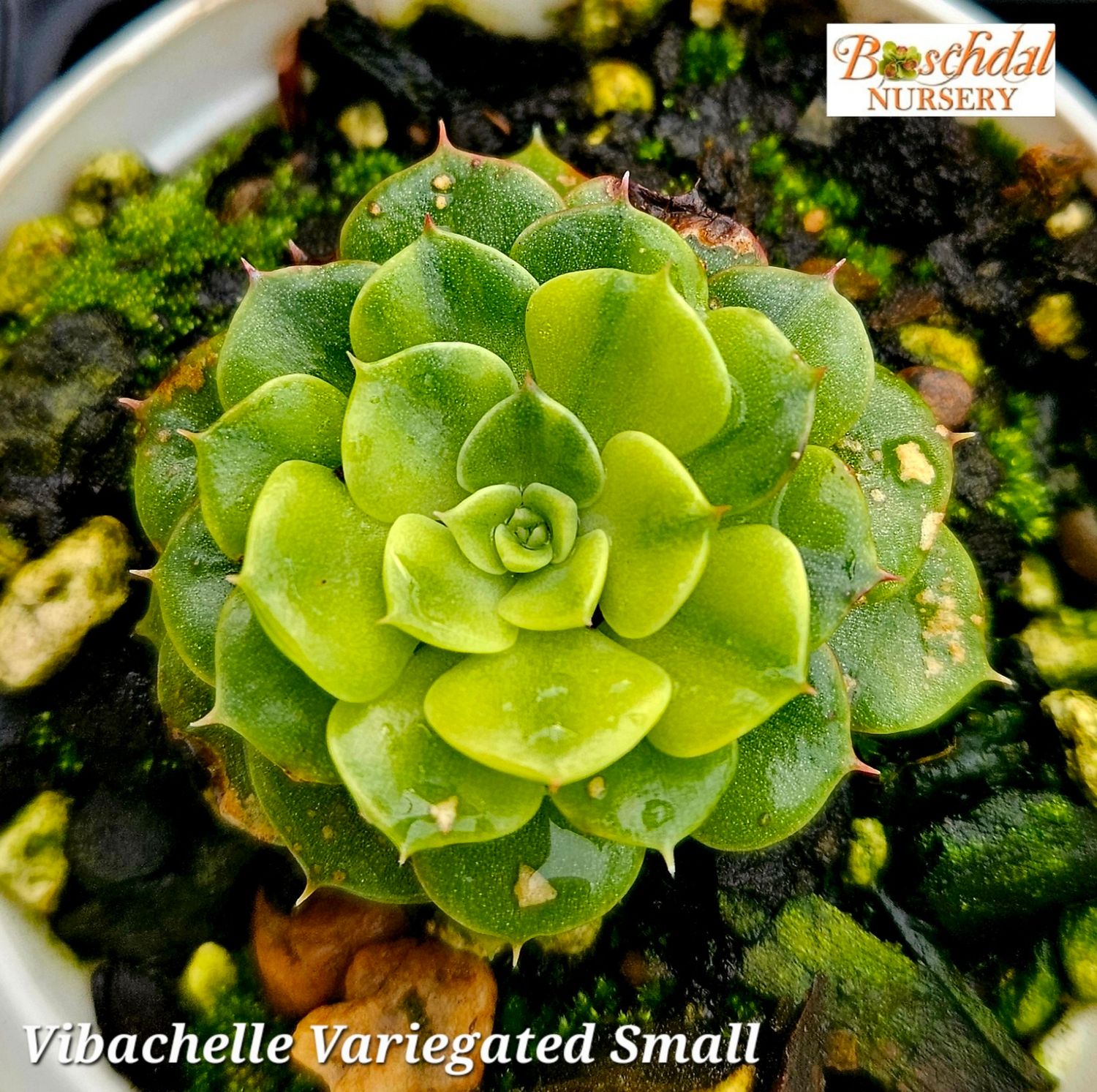 Echeveria Vibachelle Variegated Small